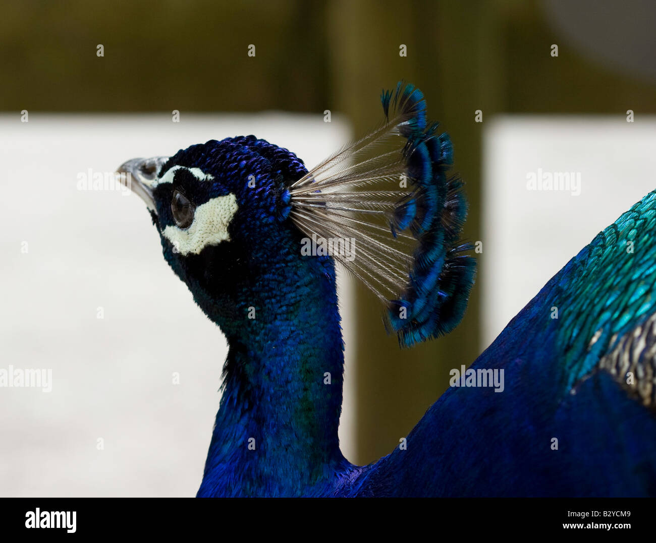 Peacock at Paignton Zoo Stock Photo