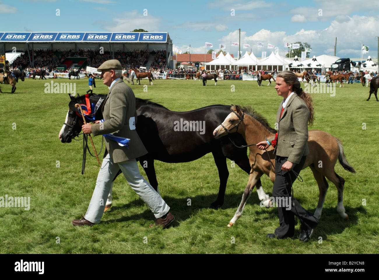 Mare and colt in the Grand Parade at the 2008 Royal Highland Show, Ingliston, Edinburgh Stock Photo