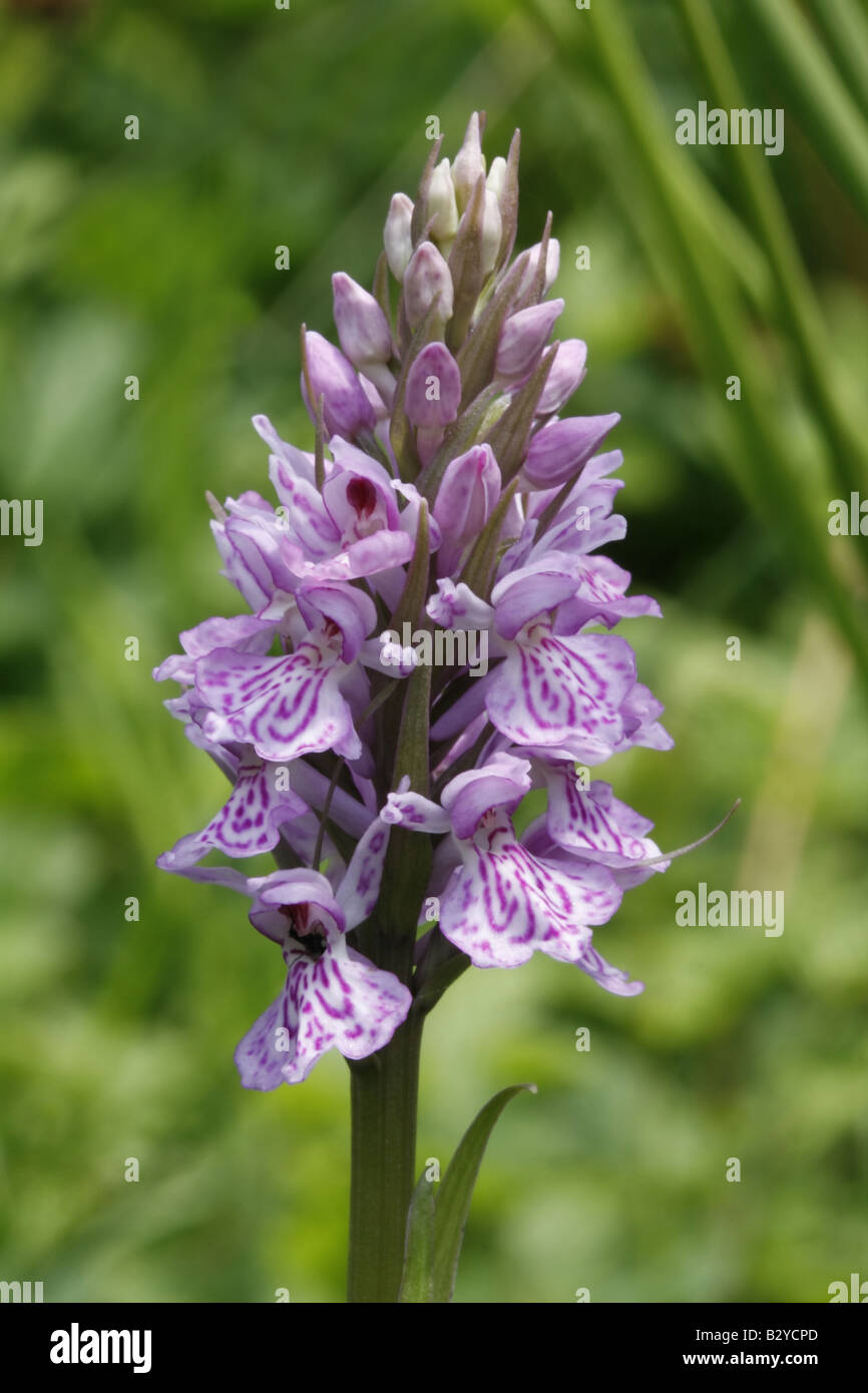 Spotted orchid, probably a hybred with lots of Common Spotted with some Early Marsh Stock Photo