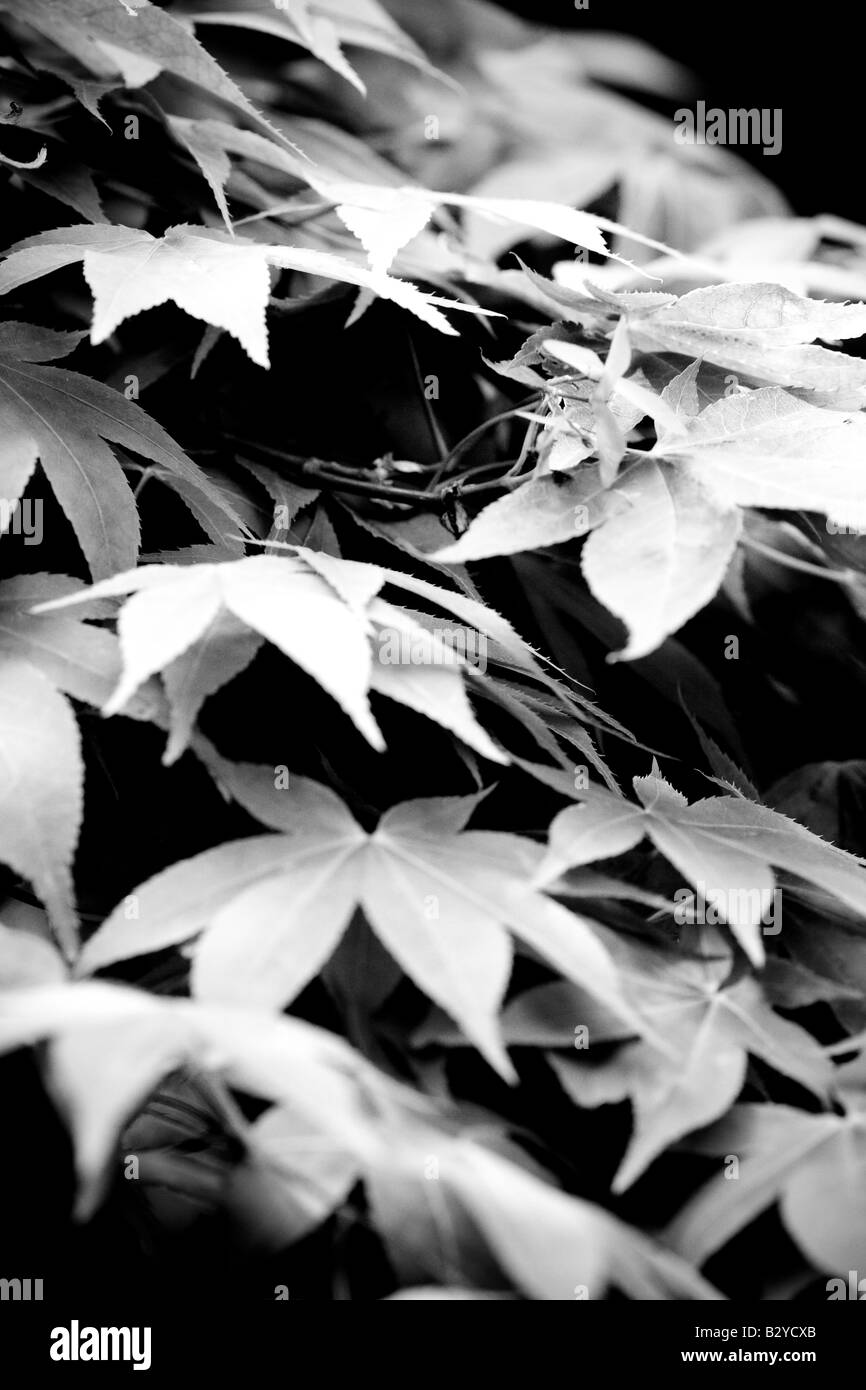 Shrub Black and White Stock Photos & Images - Alamy