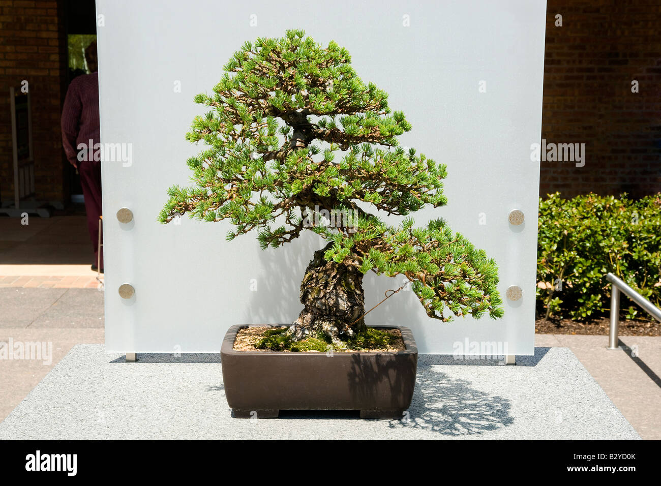 Japanese White Pine Bonsai Stock Photo
