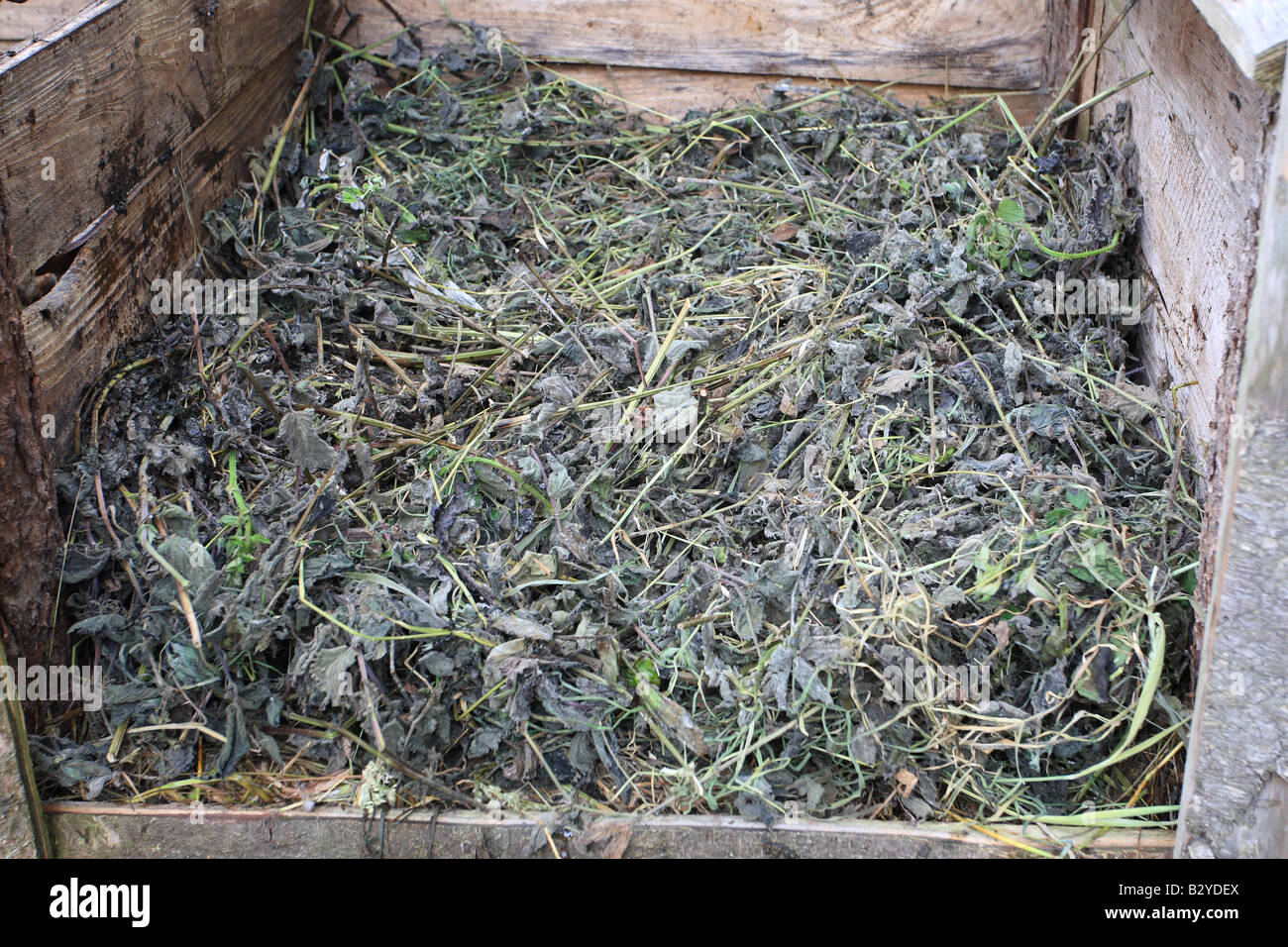 FILLING A COMPOST BIN PARTIALLY DRIED NETTLES CAN BE ADDED TO THE HEAP Stock Photo Alamy