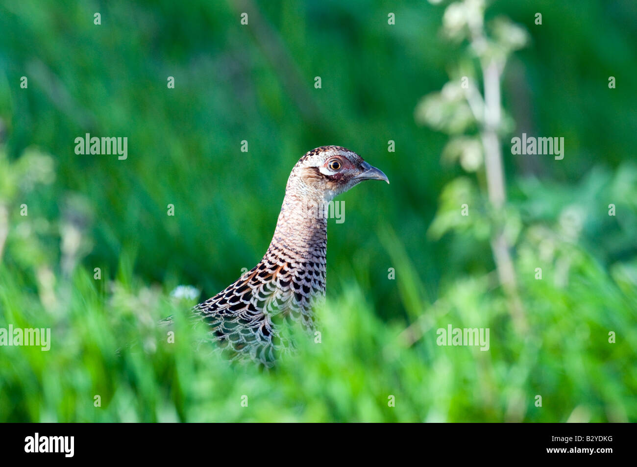 Female pheasant uk hires stock photography and images Alamy