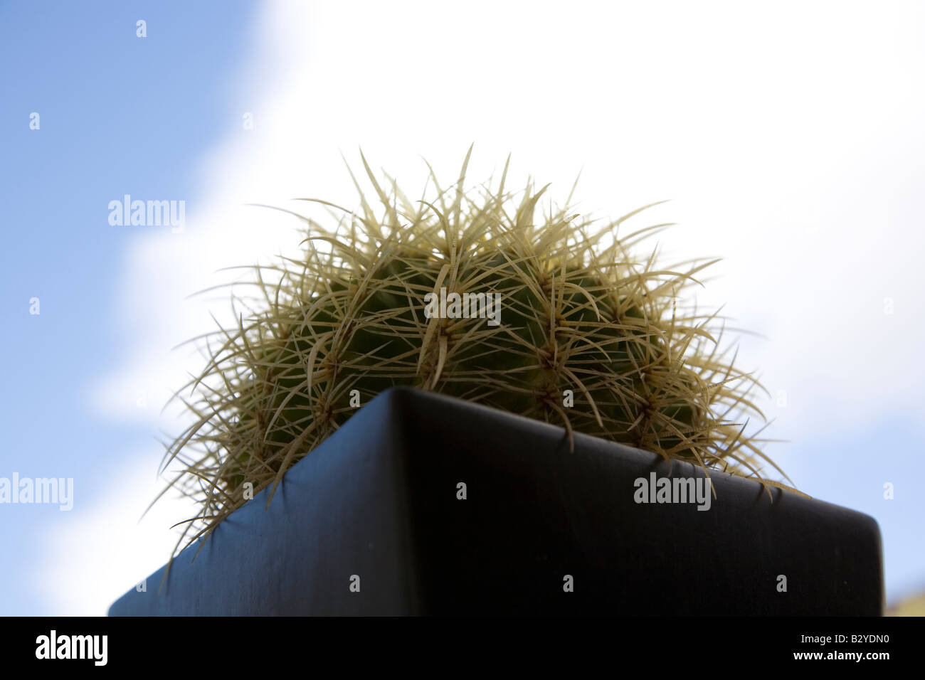 Cactus plant pot hi-res stock photography and images - Alamy