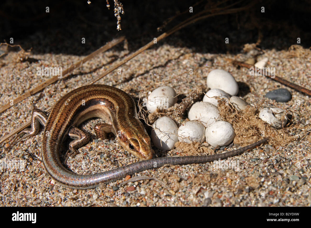 5-lined Skink with Eggs in Ontario, Canada Stock Photo