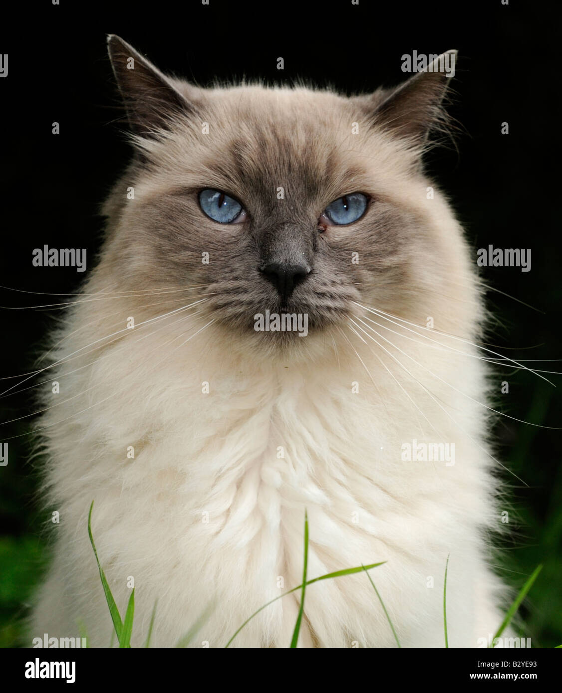 Cat sitting in grass hi-res stock photography and images - Alamy