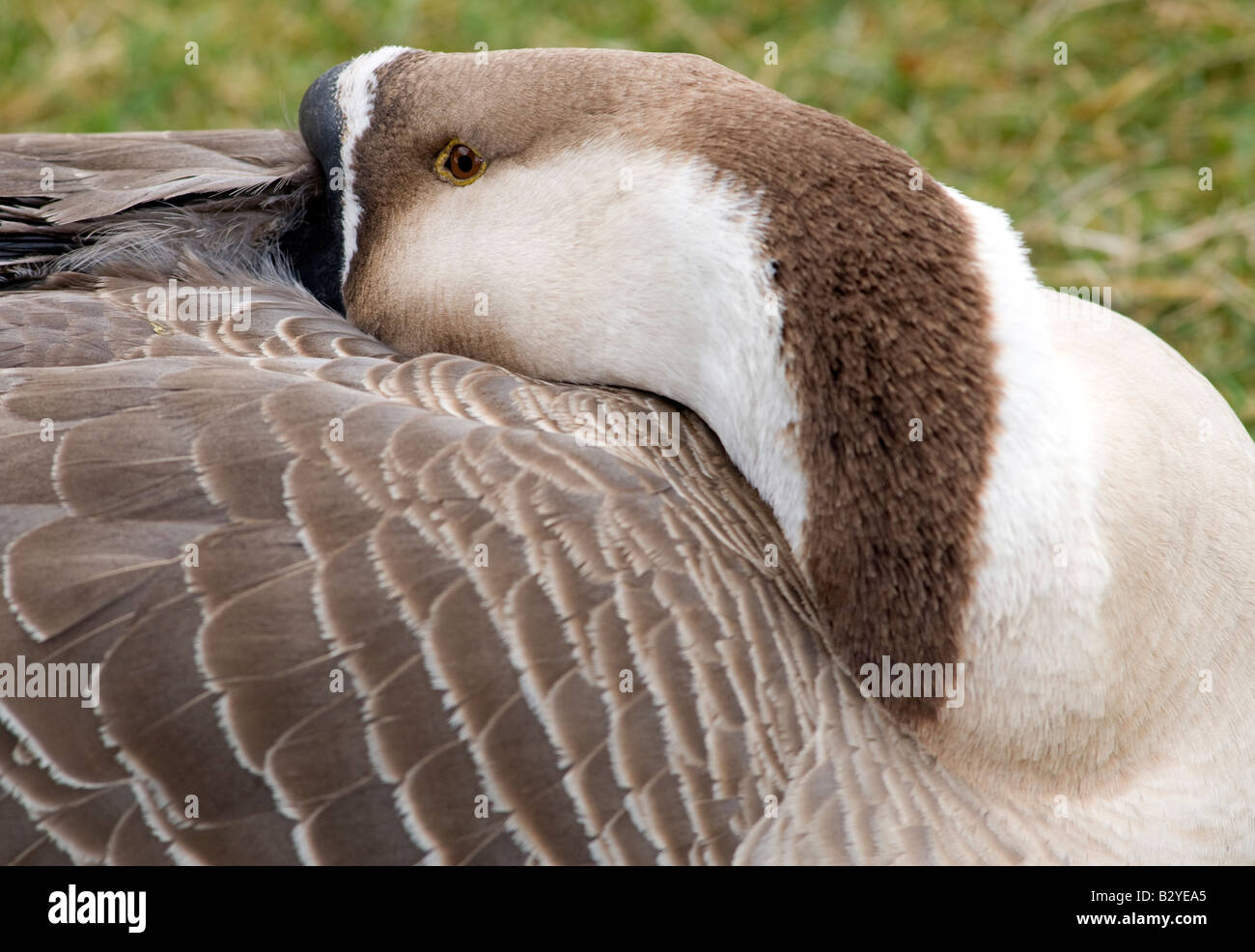 Domestic Goose Sleeping Stock Photo Alamy