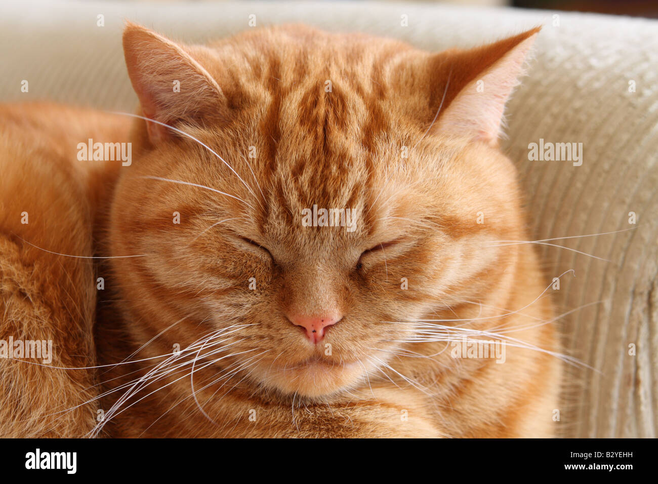 British shorthair ginger cat sleeping Stock Photo