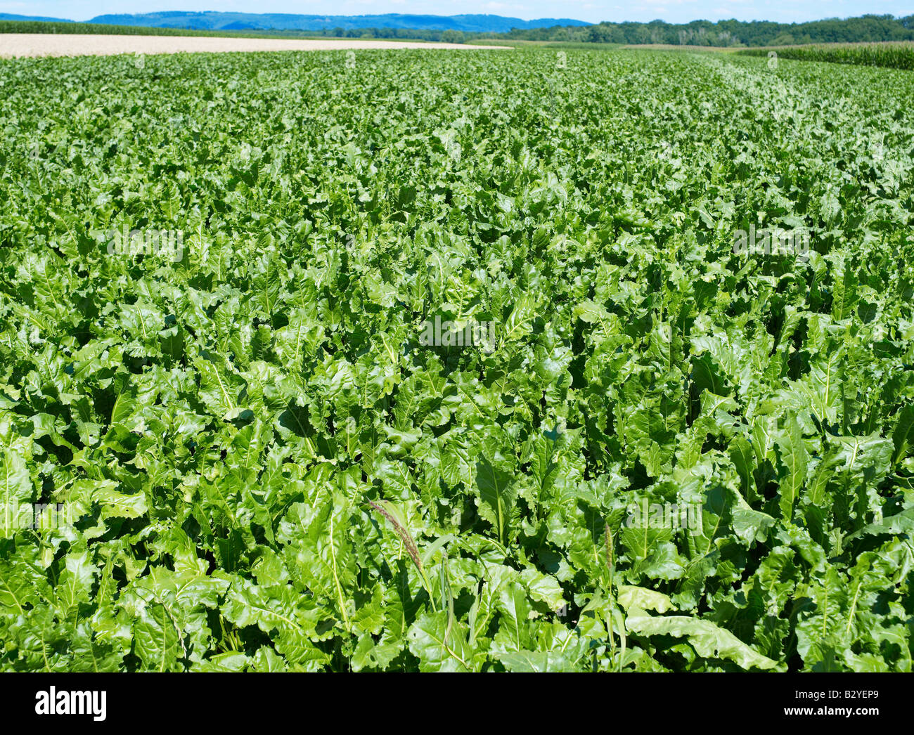 CULTIVATED SUGAR BEET FIELD, ALSACE, FRANCE, EUROPE Stock Photo