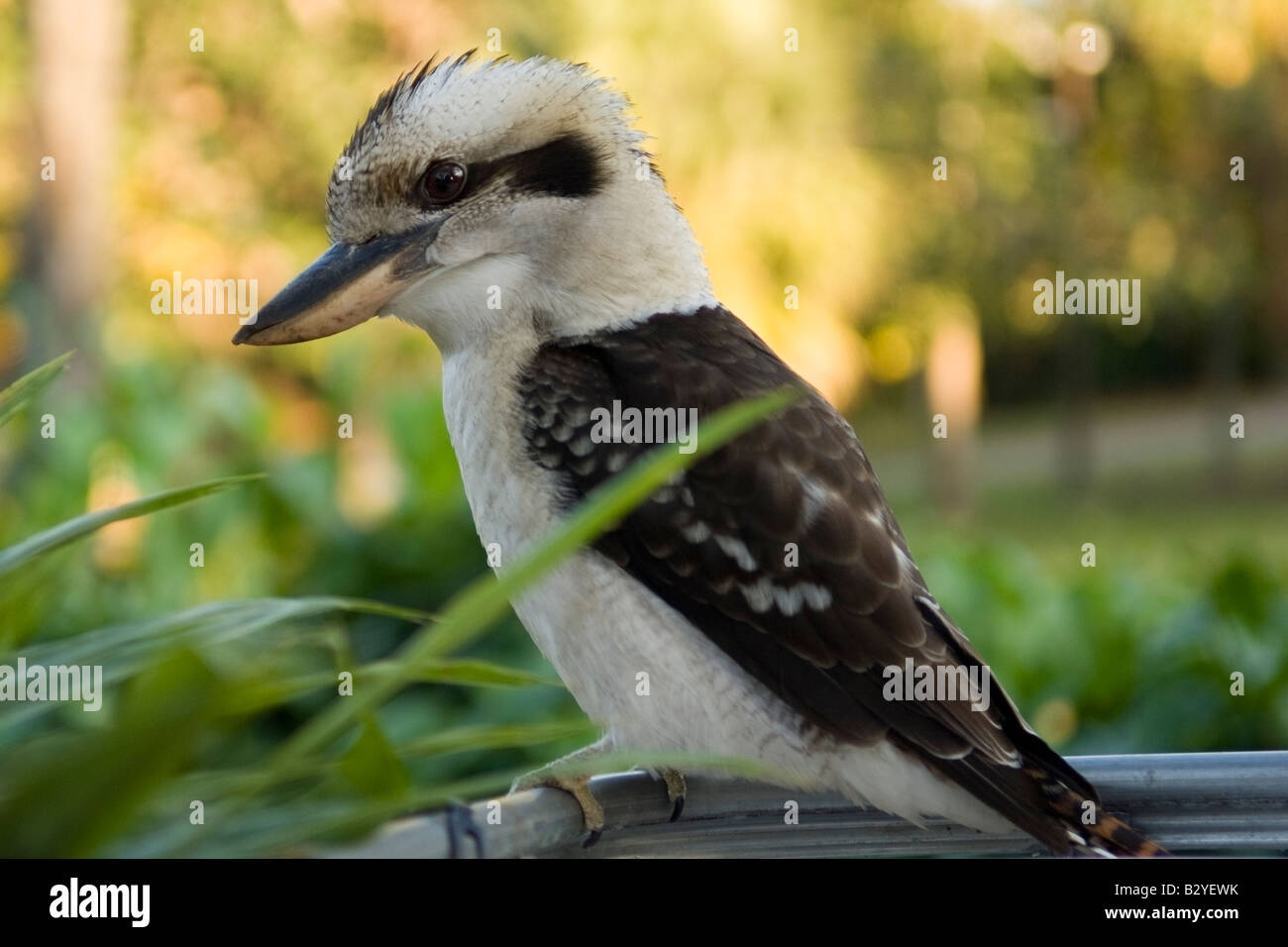 Kookaburra chilling-out in Brisbane, Australia Stock Photo