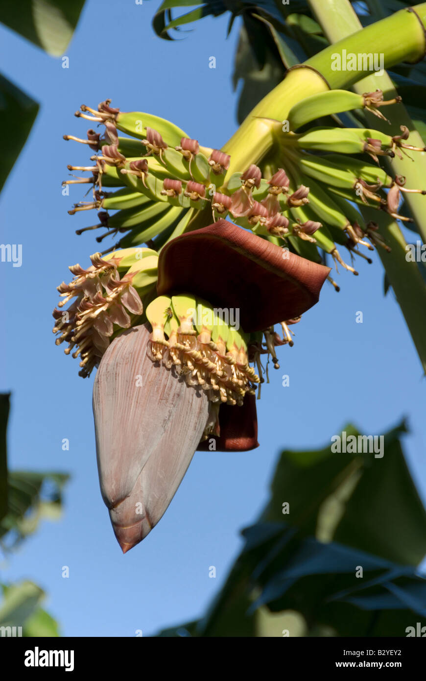 Banana flower with small bananas growing on tree in Vinales Cuba Stock