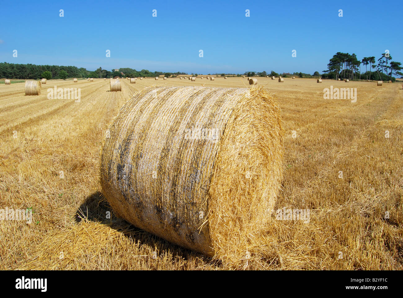 Round hay bales in field, Suffolk, England, United Kingdom Stock Photo
