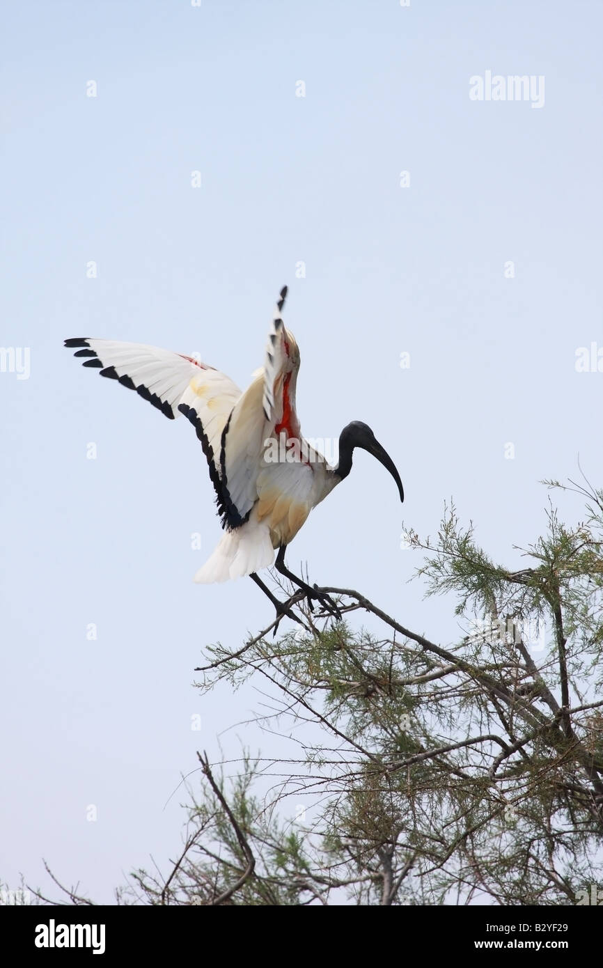Sacred Ibis Threskiornis aethiopicus Landing in Tree With Wings Spread Camargue France Stock Photo