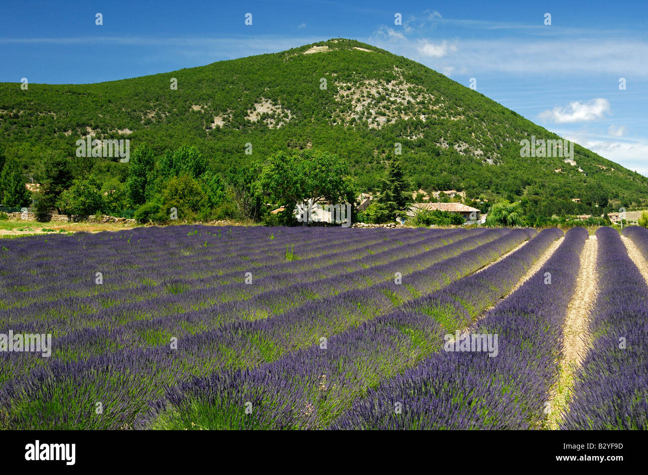 Cultivation of Lavender, Lavandula angustifolia, Provence, France Stock Photo
