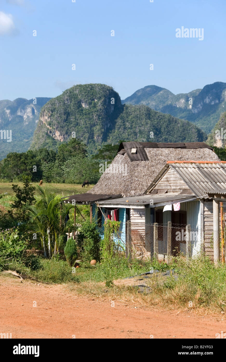 Traditional wooden houses with steep limestone mogotes in the distance in the Viñales valley Cuba Stock Photo