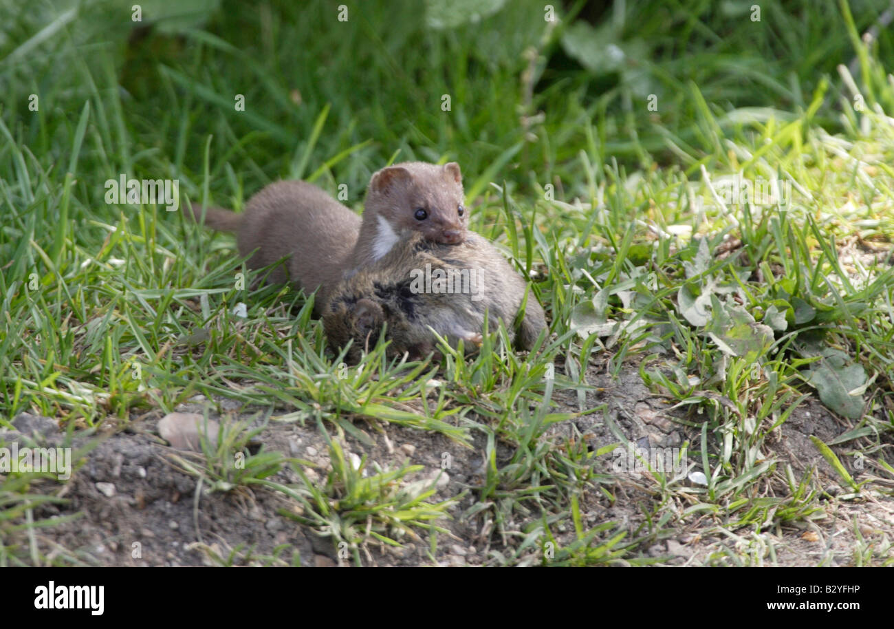 Weasel with rat it has just killed moving it to its own nest. Stock Photo