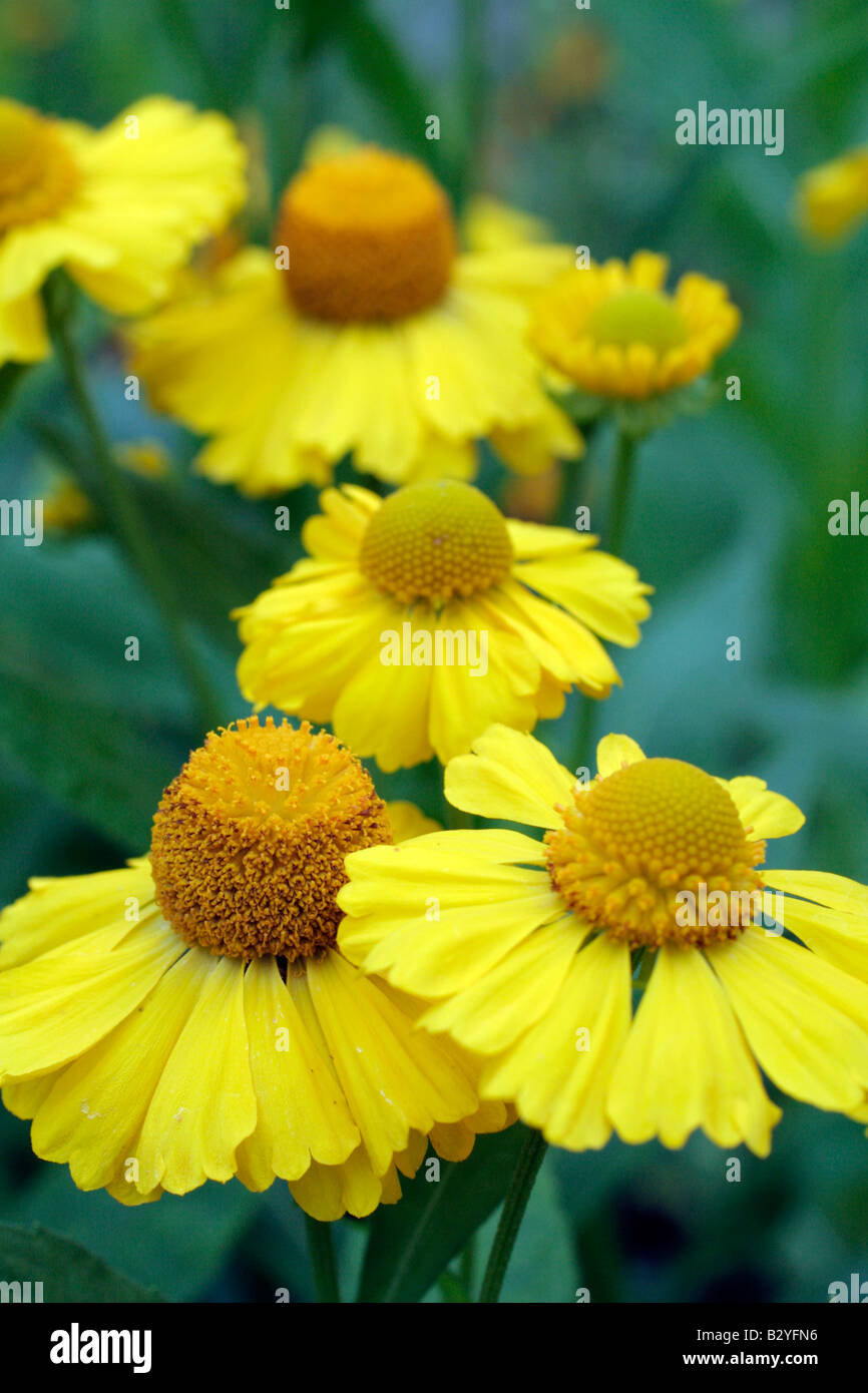 HELENIUM SONNENWUNDER Stock Photo