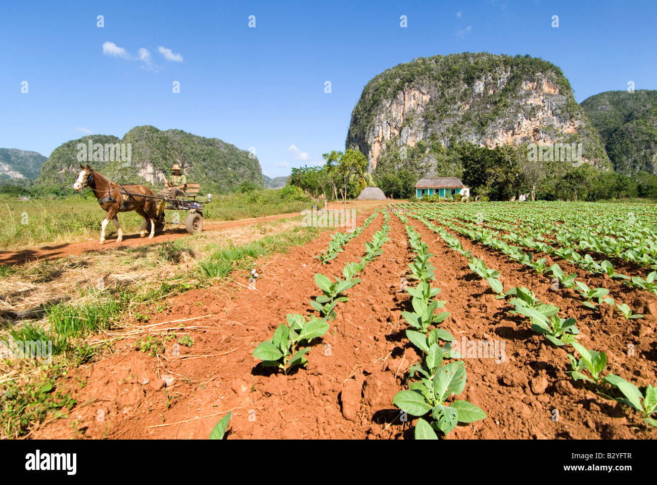 mountain tobacco plant Tobacco, Massachusetts Wrapper (Organic) its absolutely gorgeous Puerto Rican Mountain' Tobacco