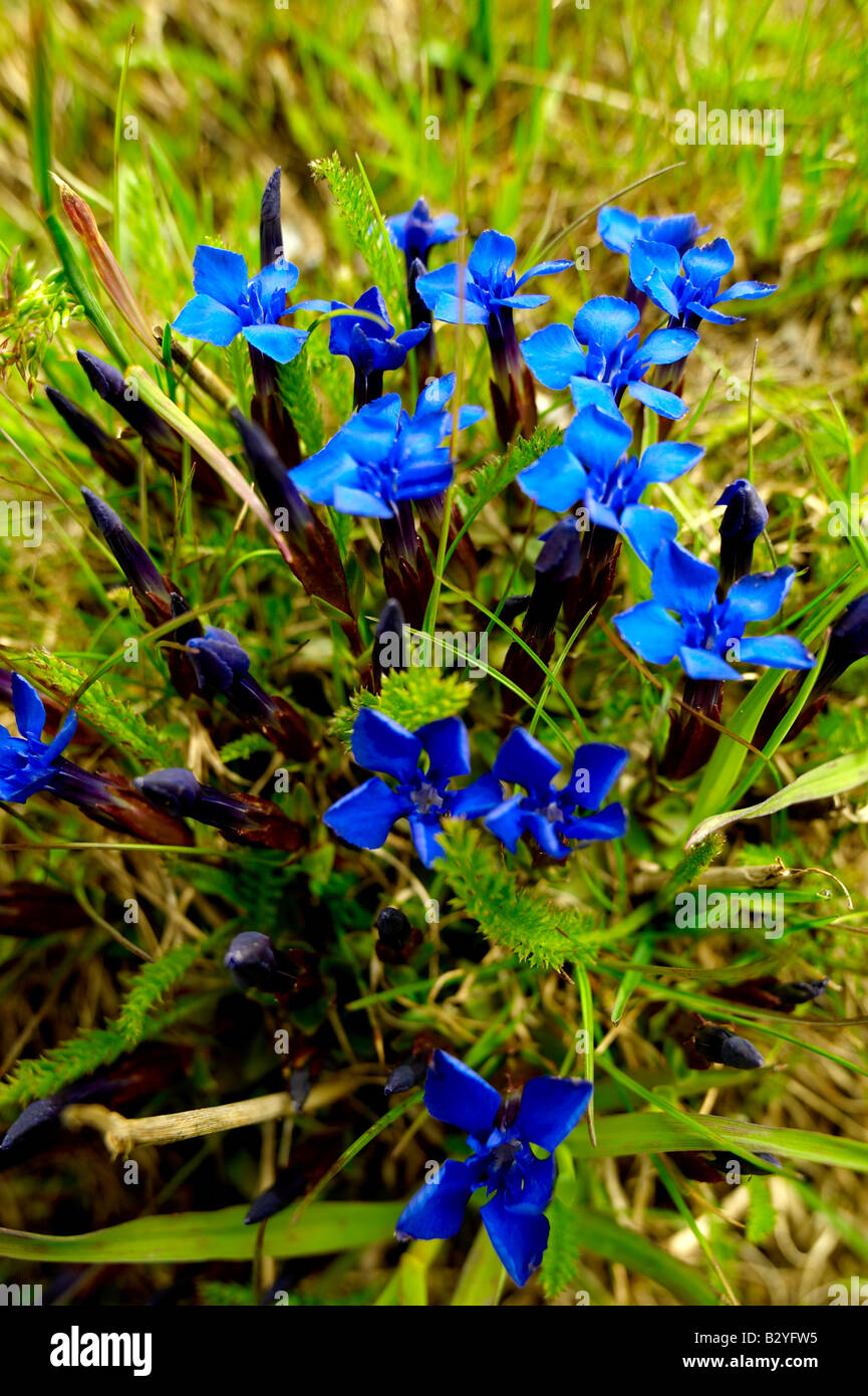 Spring Gentian [Gentiana Verna] - Bernese Alps Switzerland. Stock Photo