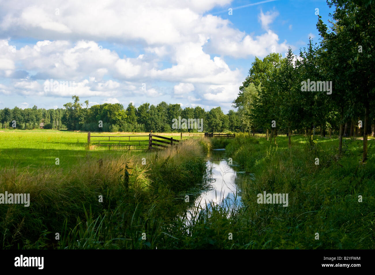 Dutch landscape in summer Stock Photo Alamy
