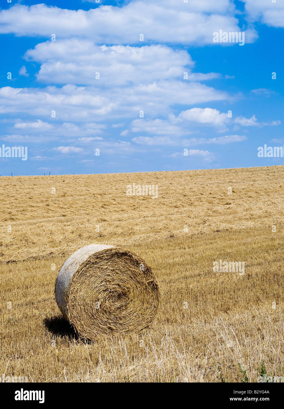 WHEAT STRAW BALE IN HARVESTED FIELD ALSACE FRANCE Stock Photo Alamy