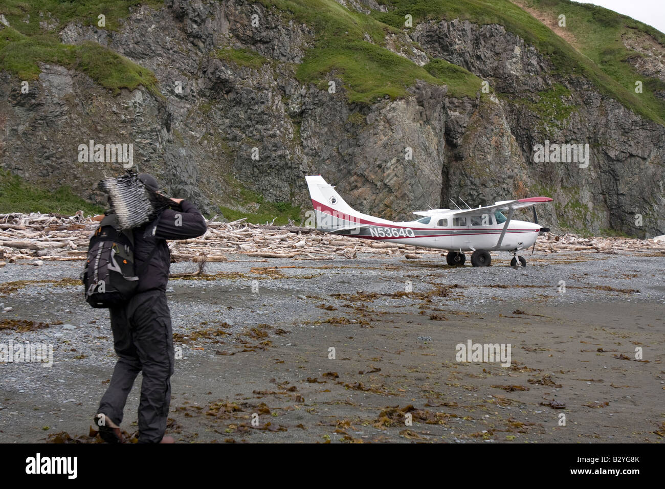 Pilot carrying a big chunk of whale balleen of a stranded whale to his airplane on the beach in Katmai National Park & Preserve. Stock Photo