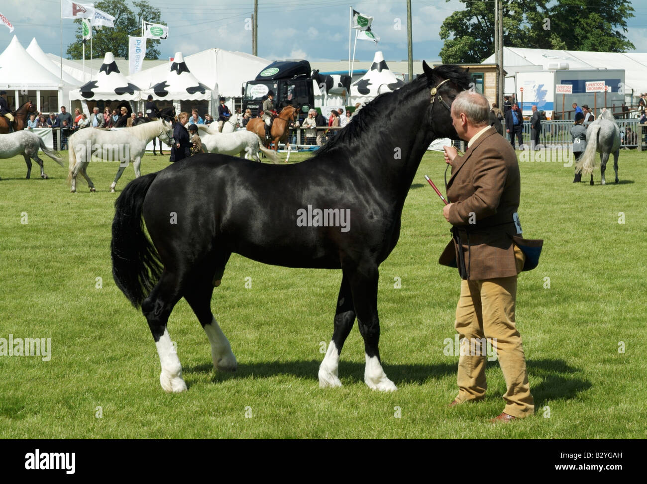 A lively stallion in the Grand Parade at the 2008 Royal Highland Show, Ingliston, Edinburgh Stock Photo