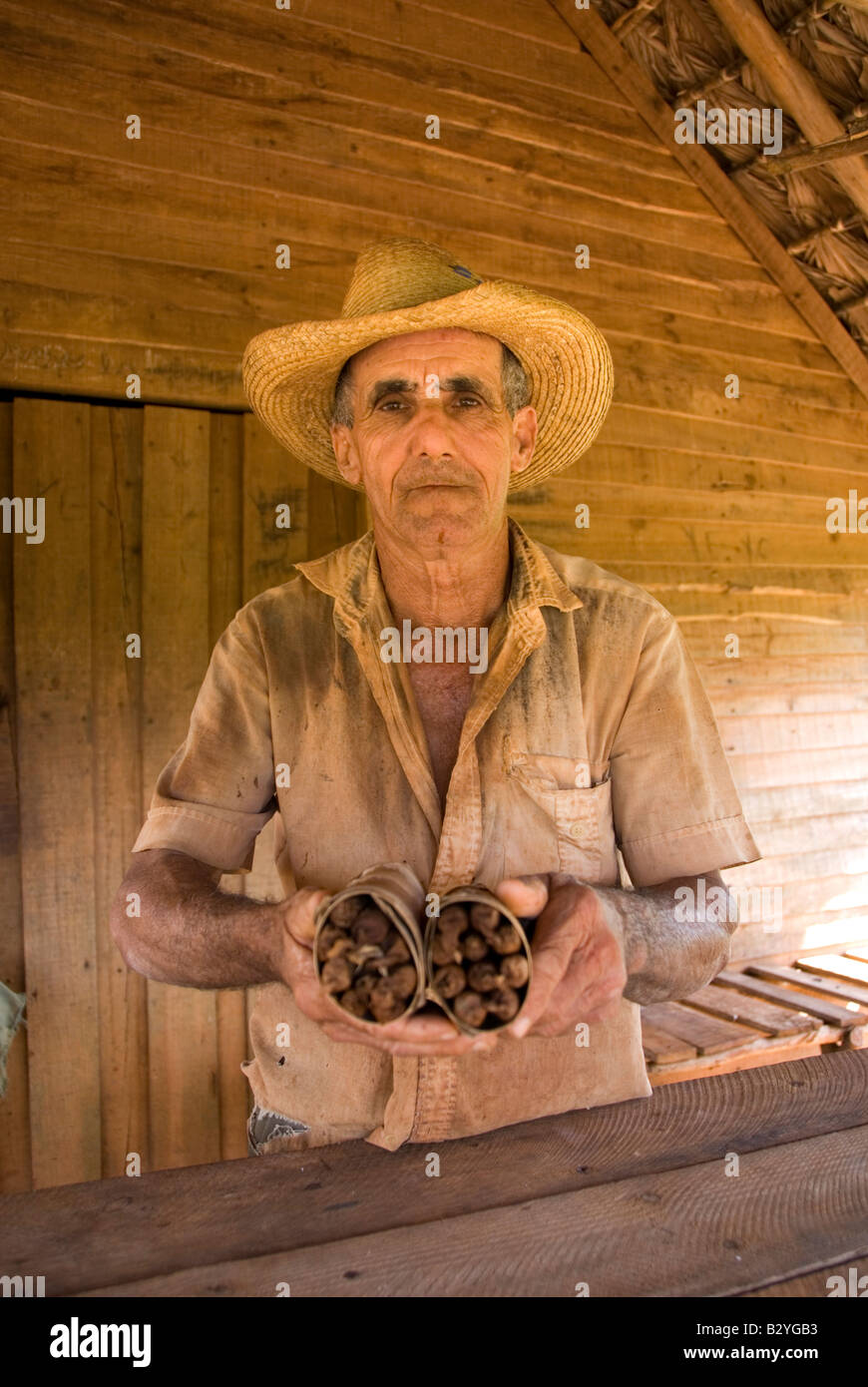 Portrait of Cuban tobacco farmer with bundle of hand rolled Cuban cigars home made and for sale Vinales Cuba Stock Photo