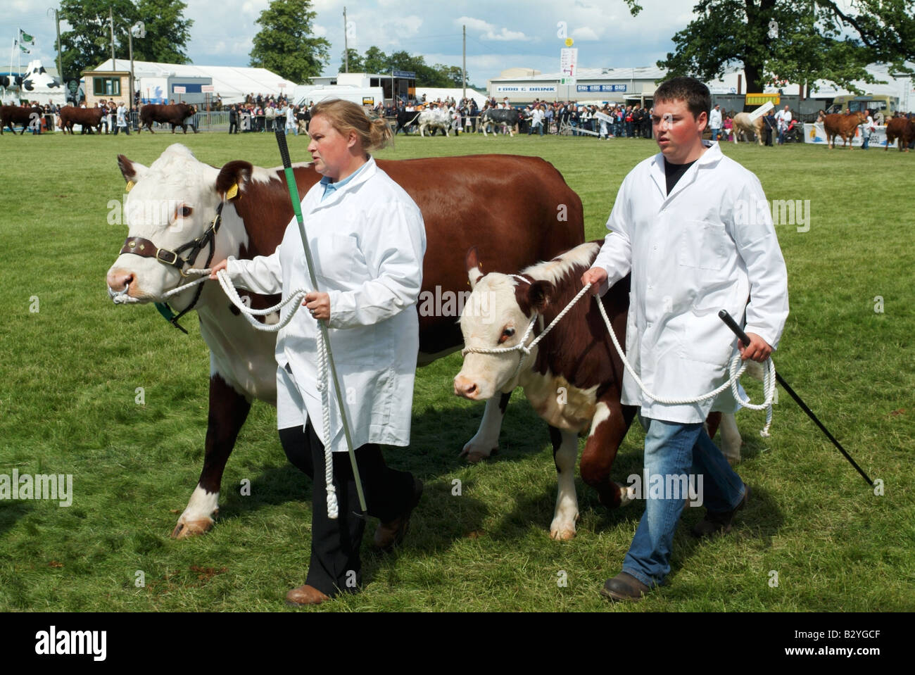 Hereford cattle in the Grand Parade at the 2008 Royal Highland Show, Ingliston, Edinburgh Stock Photo