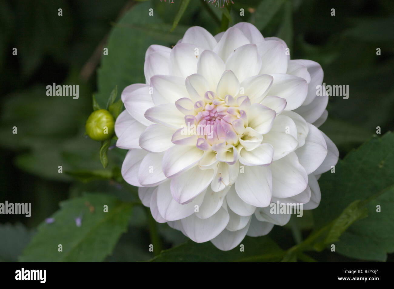 The white and lilac flower of dahlia Eveline July 2008 Stock Photo