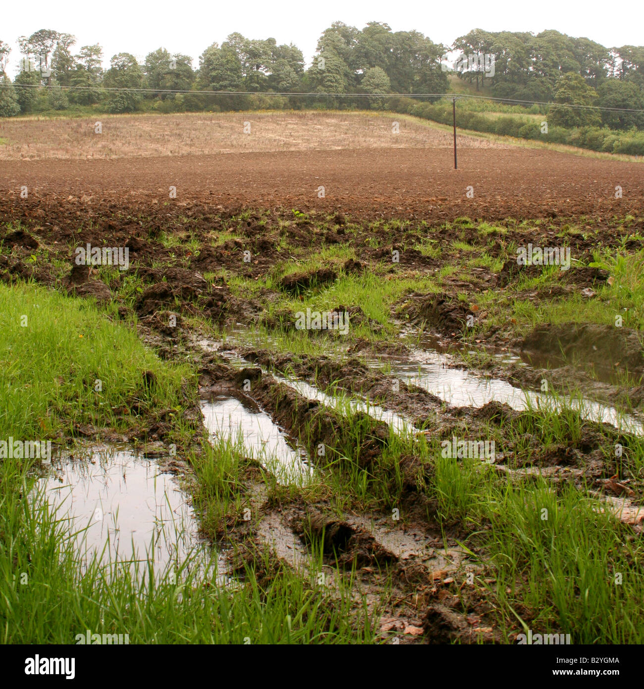 mud river grass mud river grass