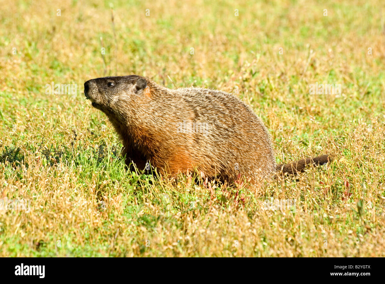 Woodchuck Groundhog Eastern Marmot, Marmota monax Stock Photo Alamy