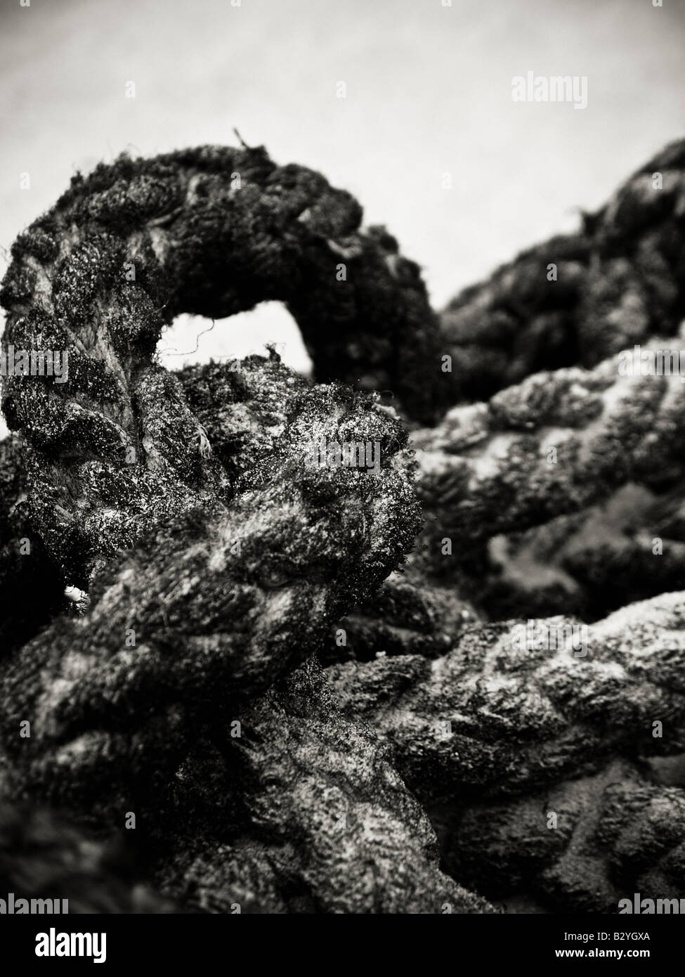 Washed up rope Stock Photo - Alamy