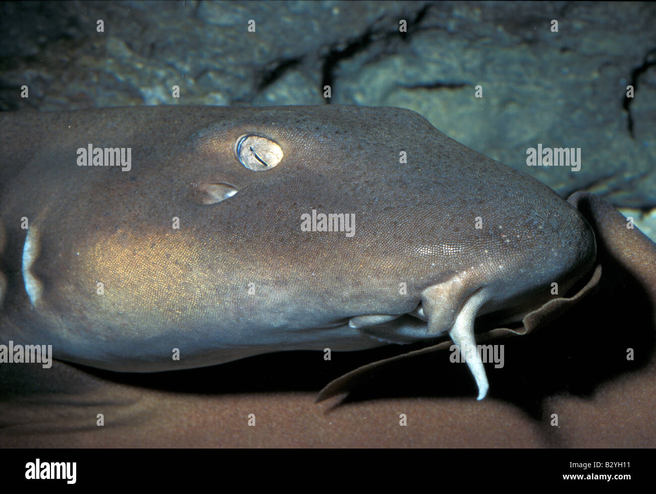 Chiloscyllium hires stock photography and images Alamy