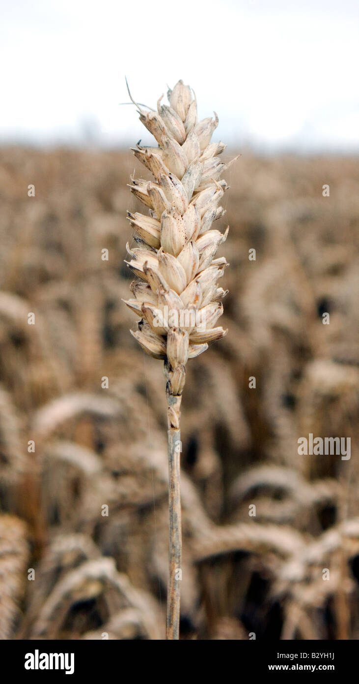 Ear of wheat or corn in a filed ready for harvest for either food or bio fuel Stock Photo