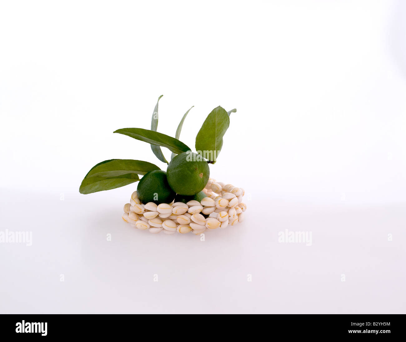 Key lime tree branch and fruit atop a shell necklace Stock Photo