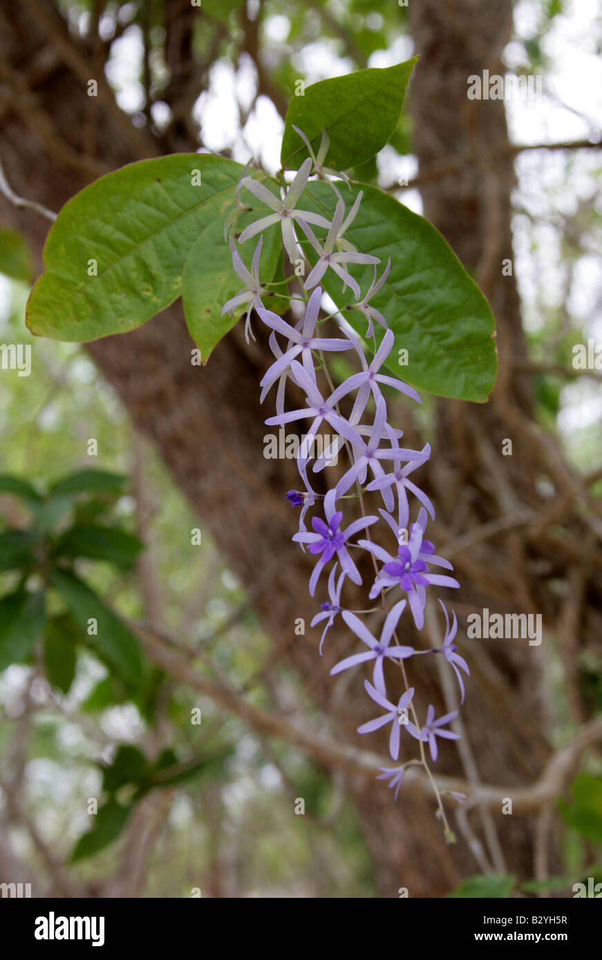 Sandpaper Vine, Queen's Wreath or Purple Wreath Petrea volubilis Stock Photo