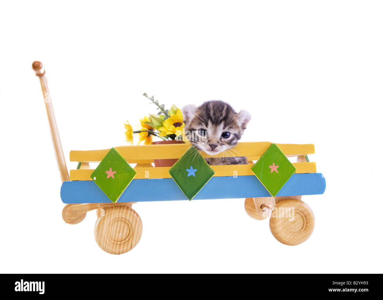 Cute kittens in a toy wagon isolated on white background Stock Photo