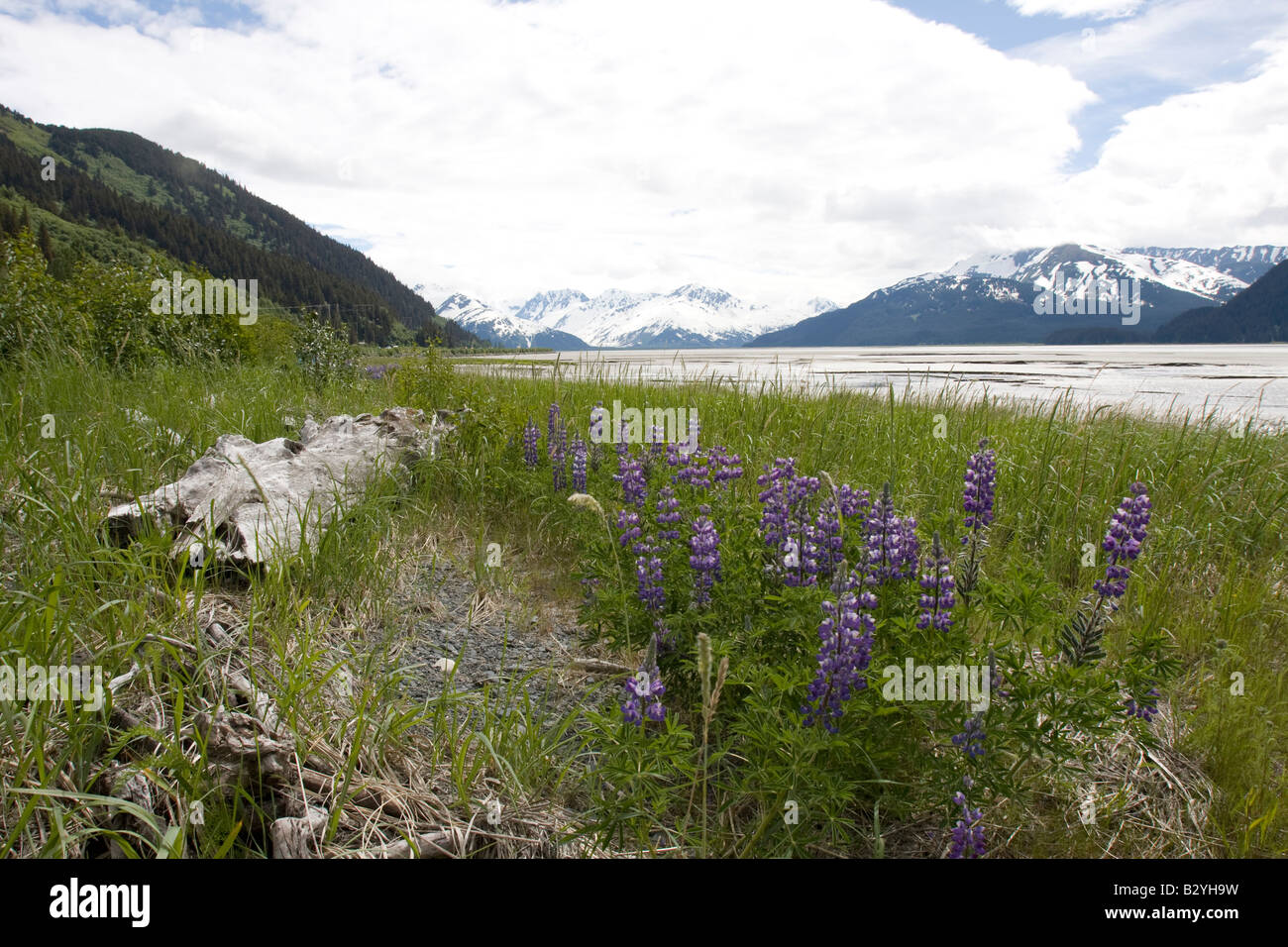 Cooks inlet hi-res stock photography and images - Alamy