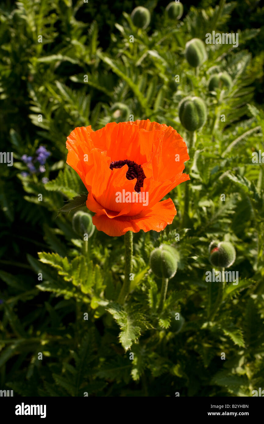 Orange Oriental Poppies Papaver orientale close up poppy surrounded by closed flower buds Stock Photo