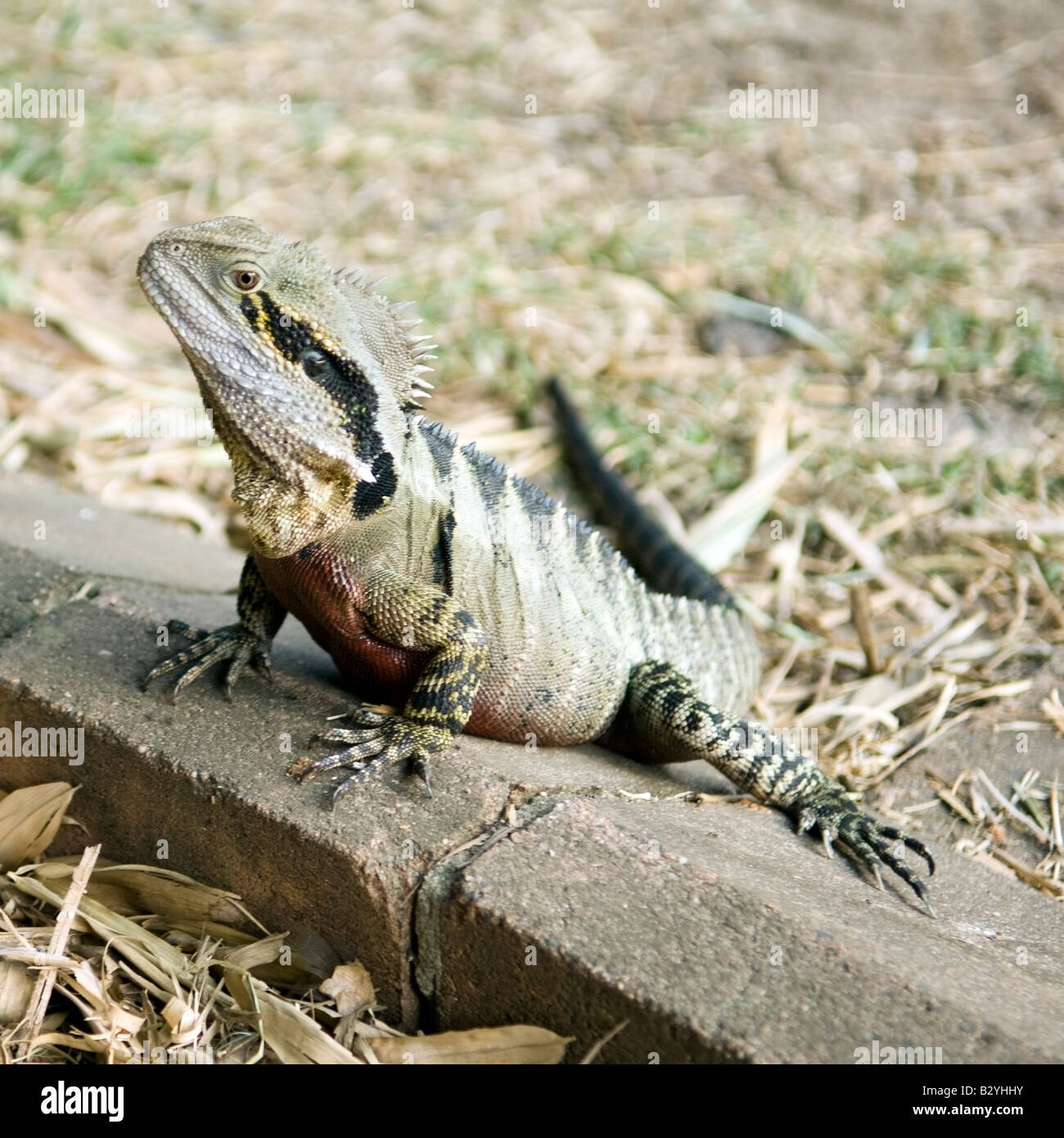 Basking Australian Water Dragon, Brisbane, Australia Stock Photo