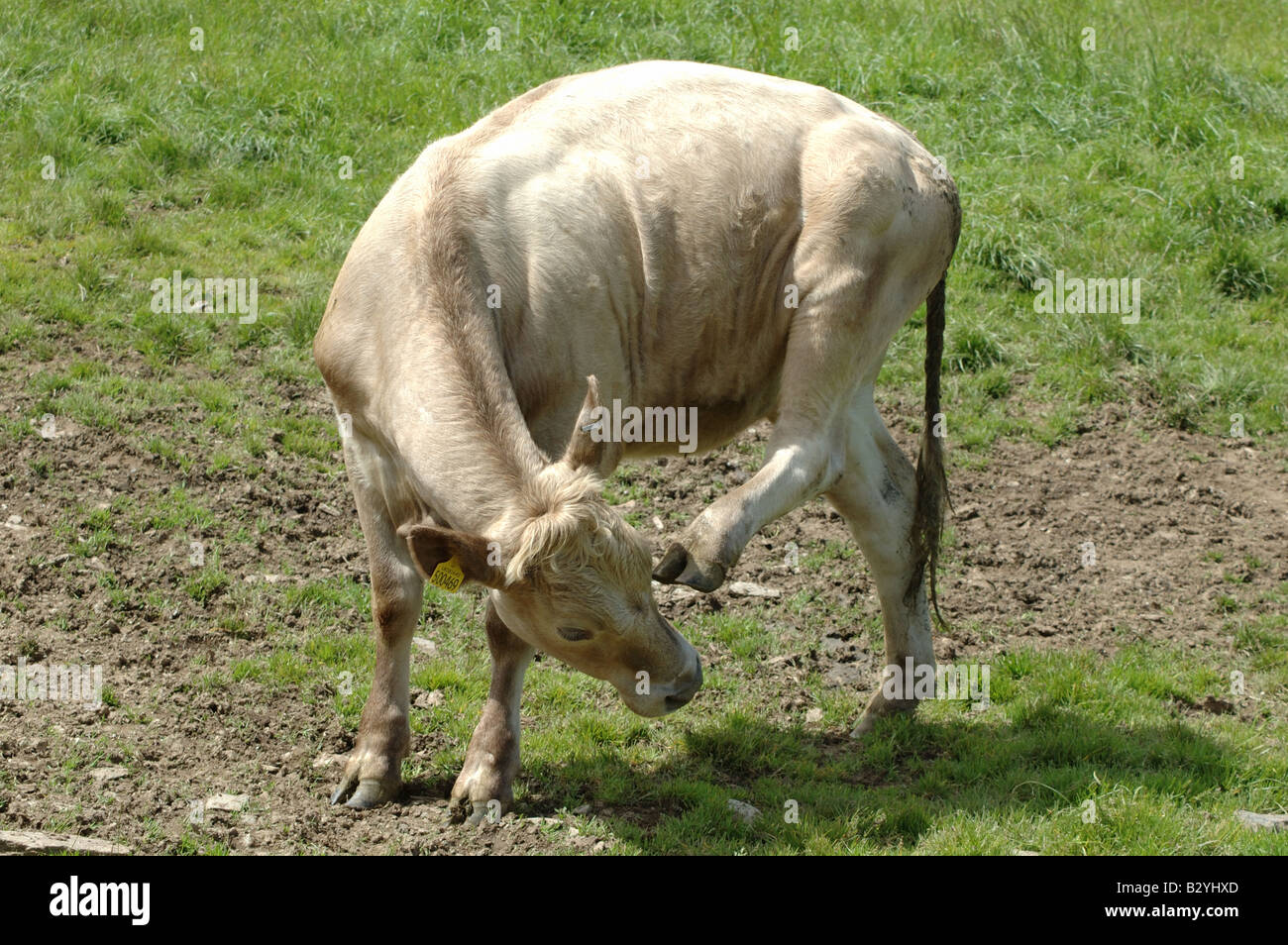 Cow scratch hires stock photography and images Alamy