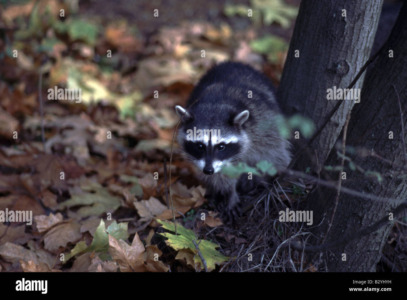 Raccoon runs around fall leaves Procyon lotor mammal Stock Photo - Alamy