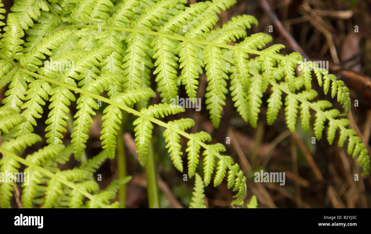 Green fresh fern leaves hi-res stock photography and images - Alamy