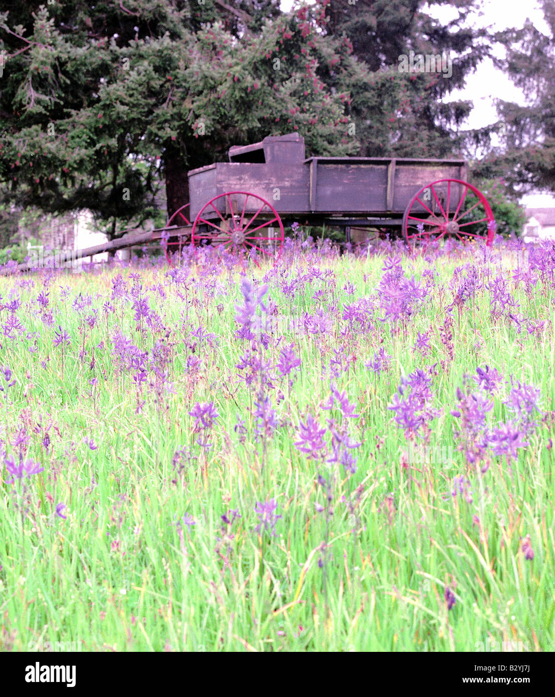 Buckboard Wagon and Wheel in wildflowers purple green Stock Photo