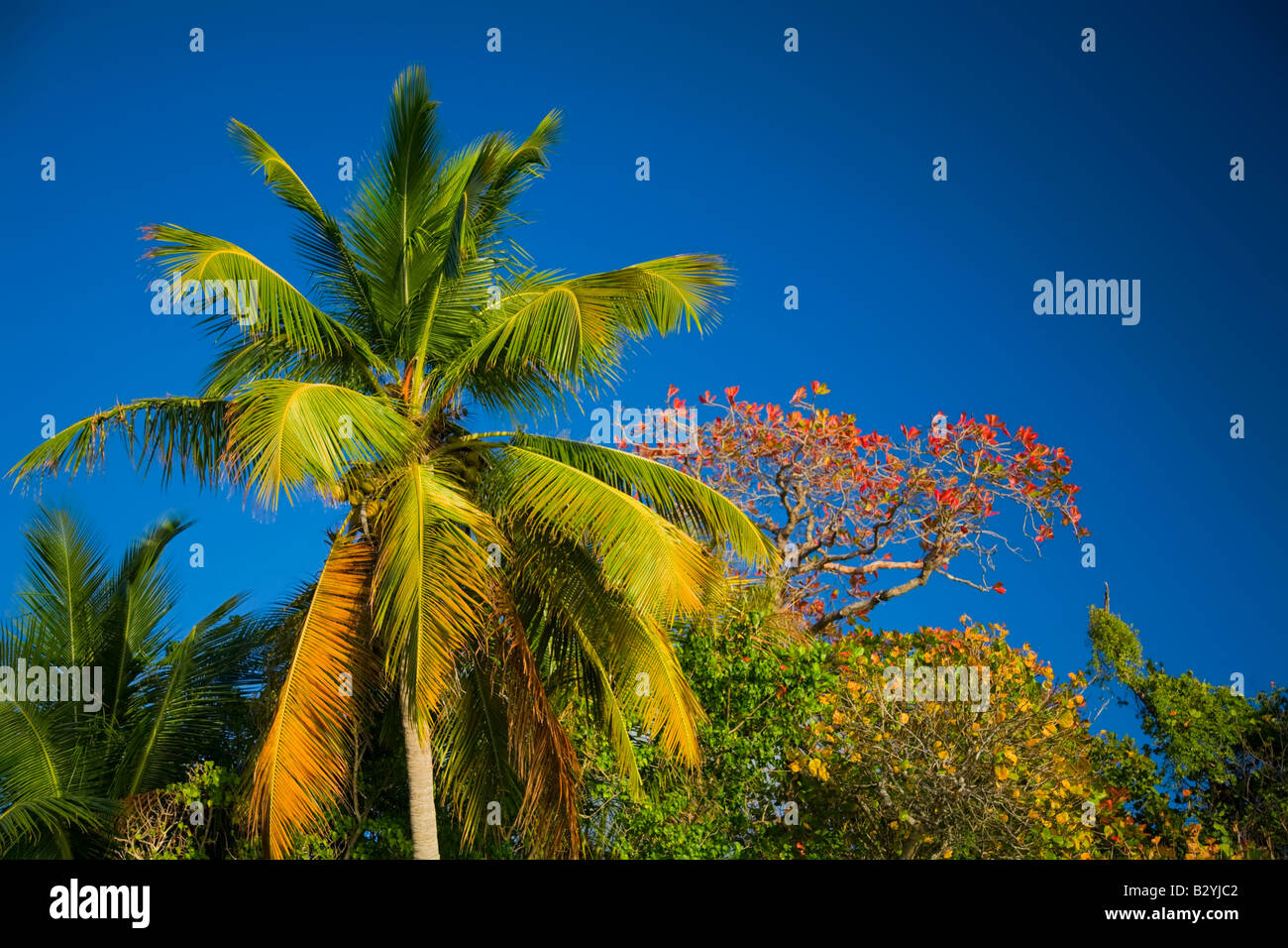 Palm trees along Cinnamon Bay beach on St John in the US Virgin Islands