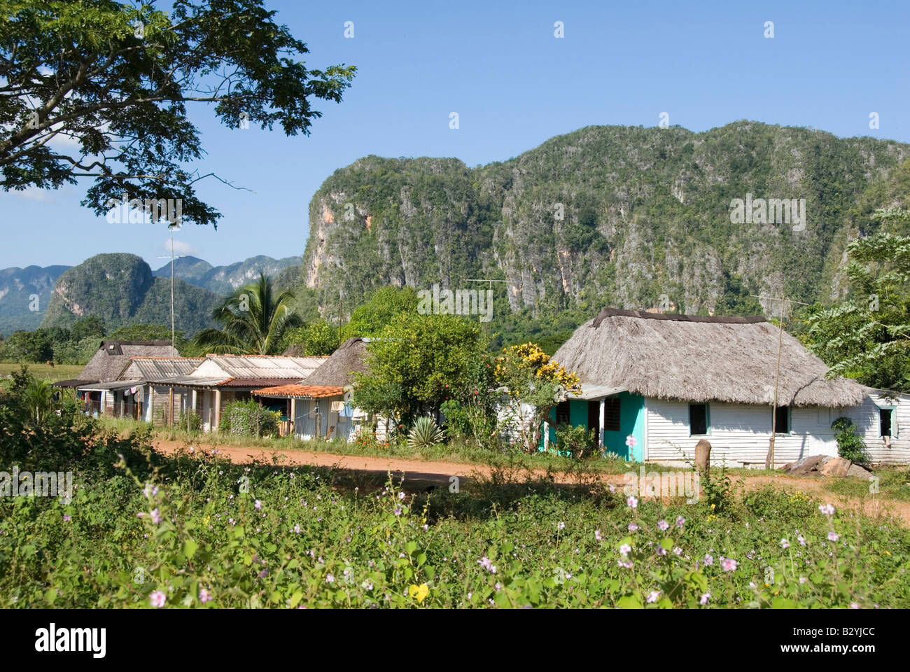 Traditional thatched wooden houses with steep limestone mogotes in the distance in the Viñales valley Cuba Stock Photo