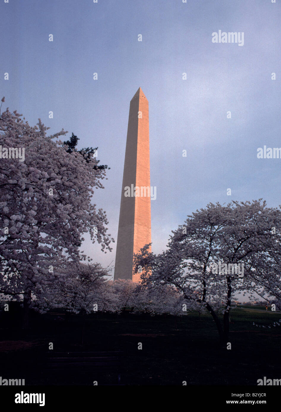 Cherry Blossoms and the Washington Monument in Washington DC Stock Photo
