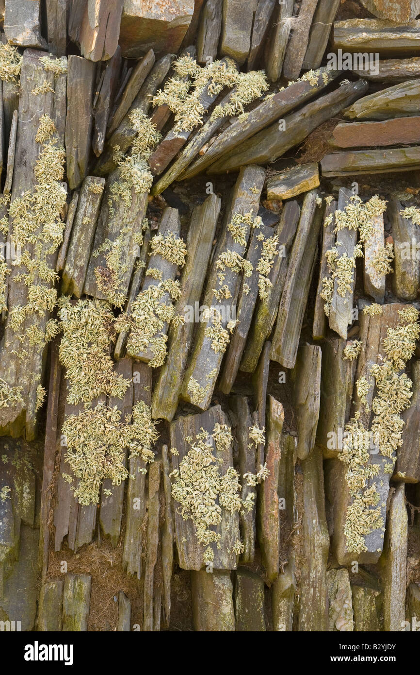 Cornish slate wall with Sea Ivory lichen Stock Photo