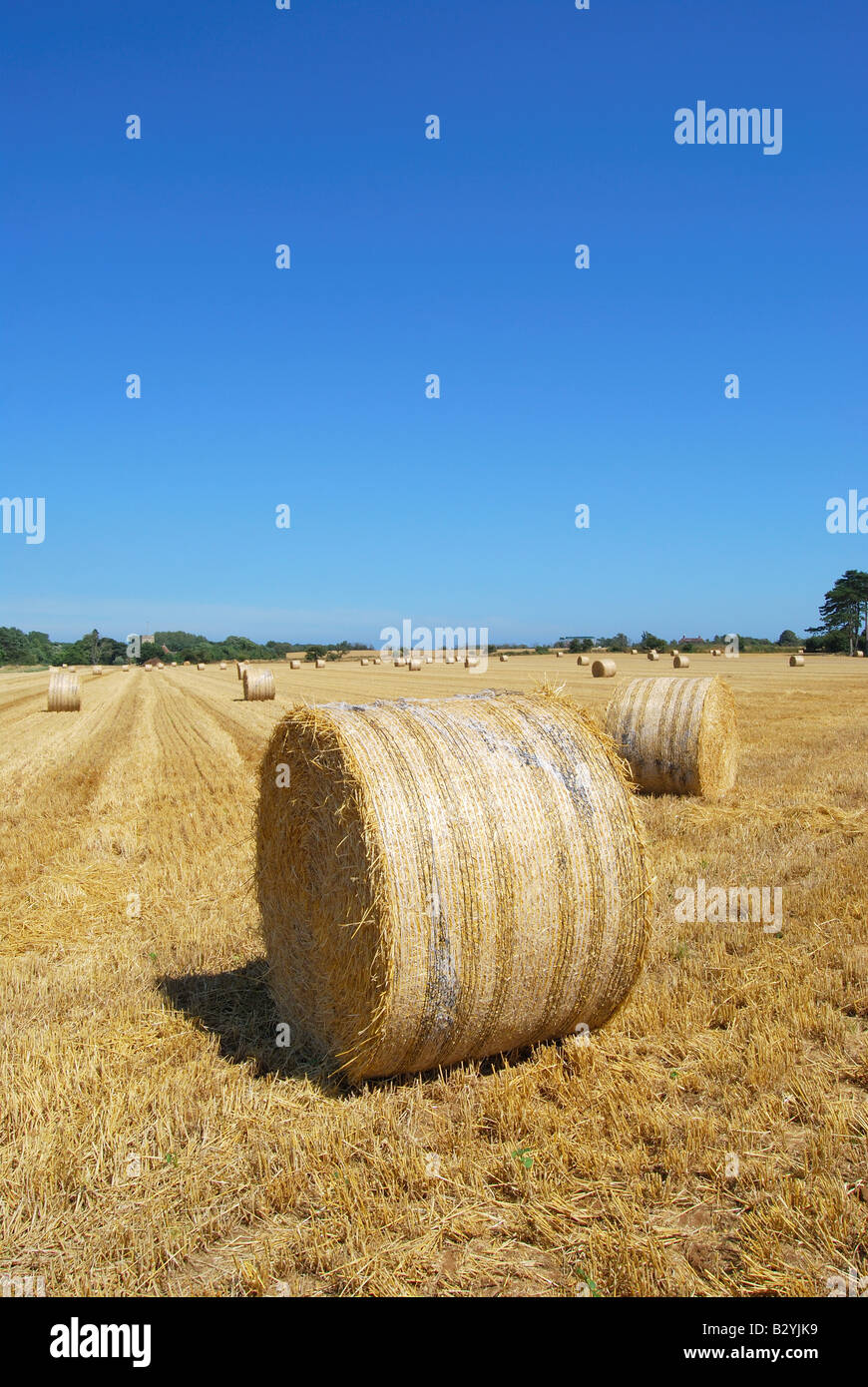 Round hay bales in field, Suffolk, England, United Kingdom Stock Photo